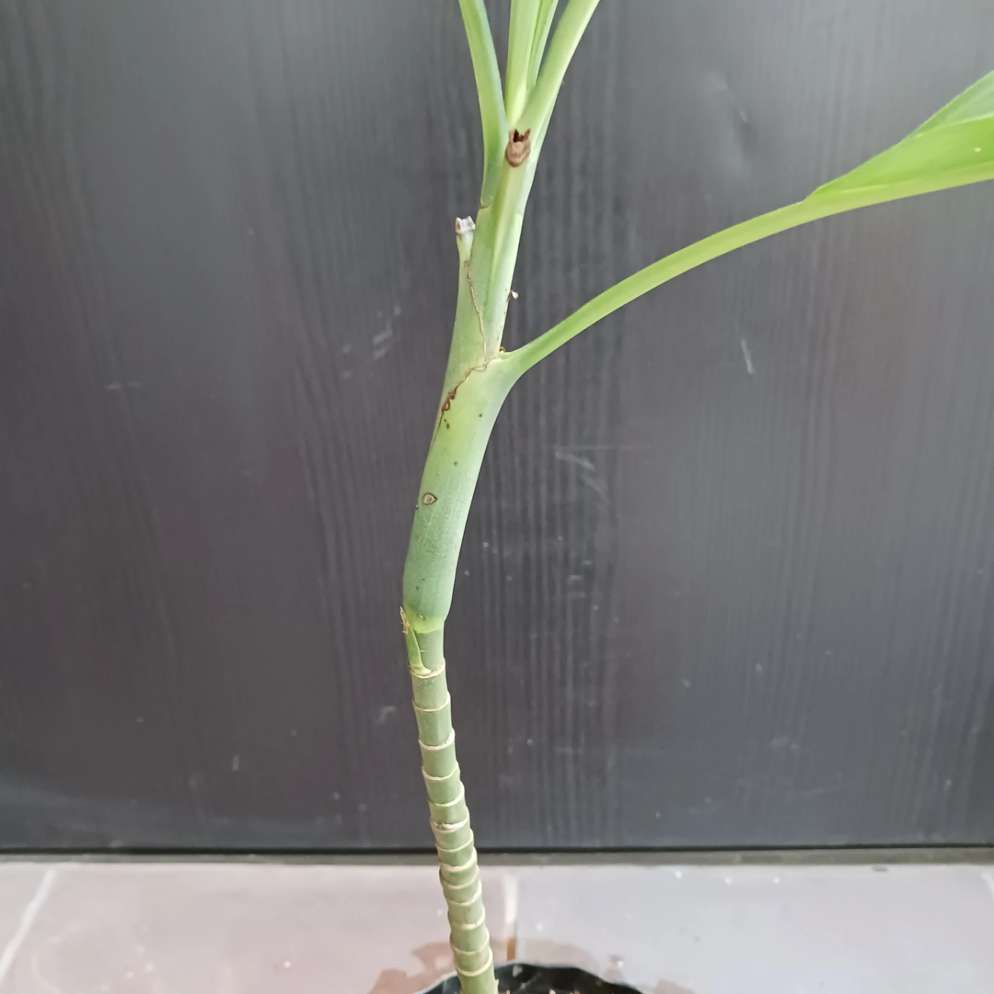 まとめ買い対象★レア★6 テネラ　5号 根上がり チャメドレア　観葉植物の写真4枚目
