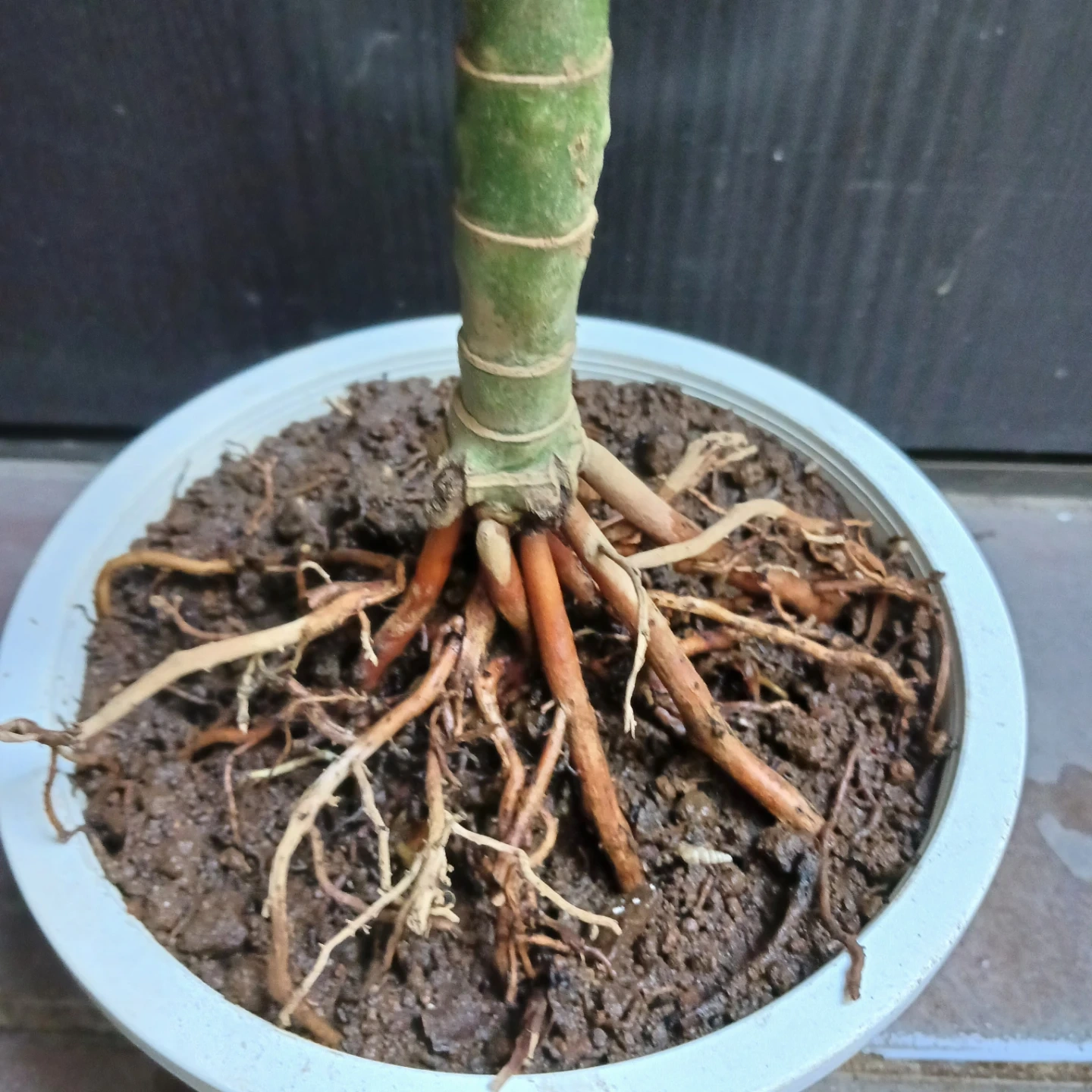 まとめ買い対象★レア★9 テネラ 5号 ヤシ 観葉植物の写真8枚目