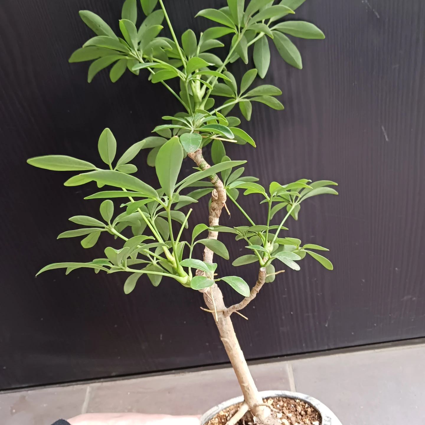 シェフレラコンパクタ　5号相当　観葉植物の写真6枚目