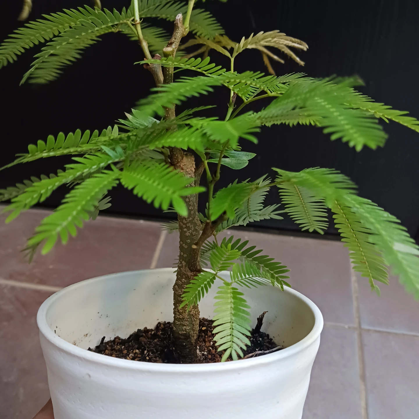 エバーフレッシュ　4号　観葉植物の写真5枚目