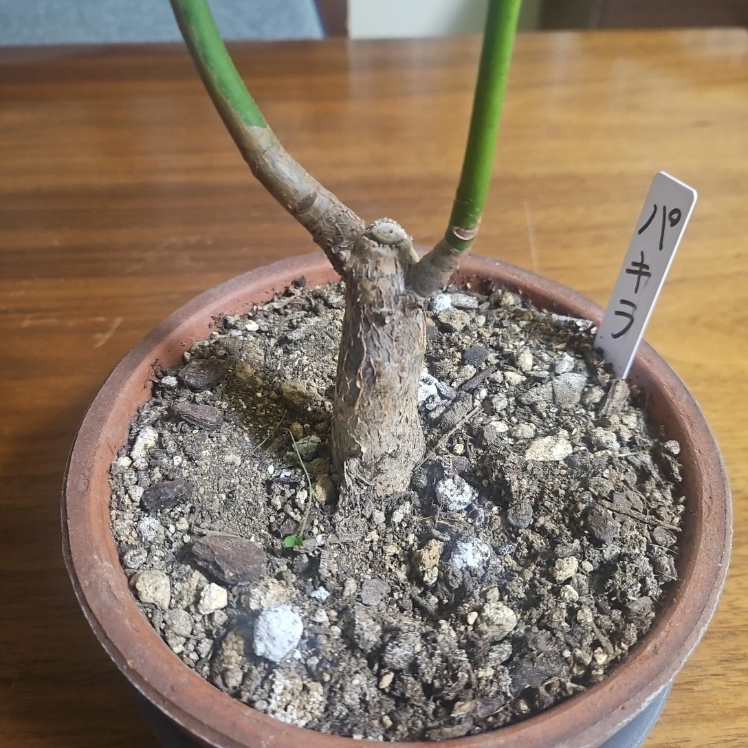 ◽パキラ◽観葉植物◽鉢植えの写真2枚目