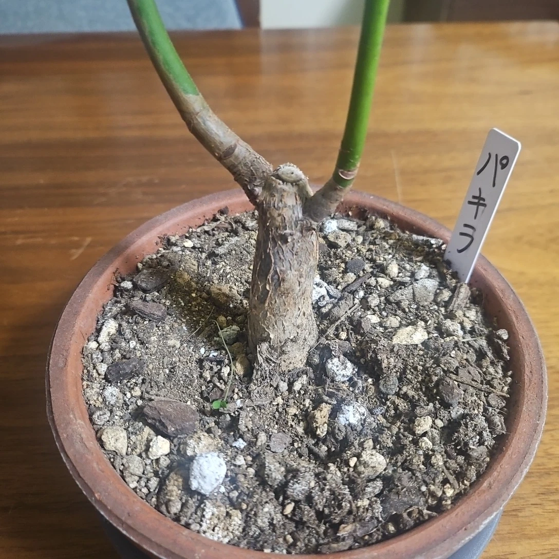 ◽パキラ◽観葉植物◽鉢植えの写真2枚目
