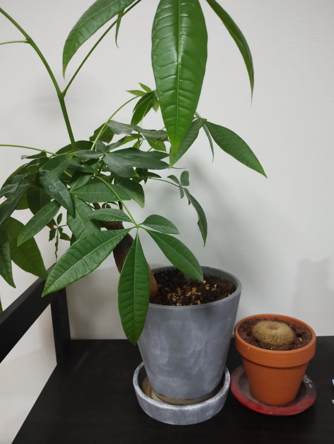 パキラとサボテン 鉢植えセット