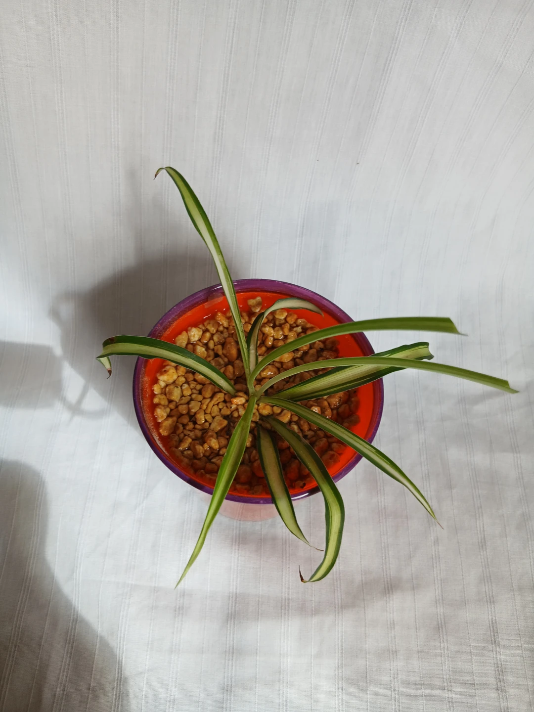 オリヅルラン 観葉植物②の写真2枚目