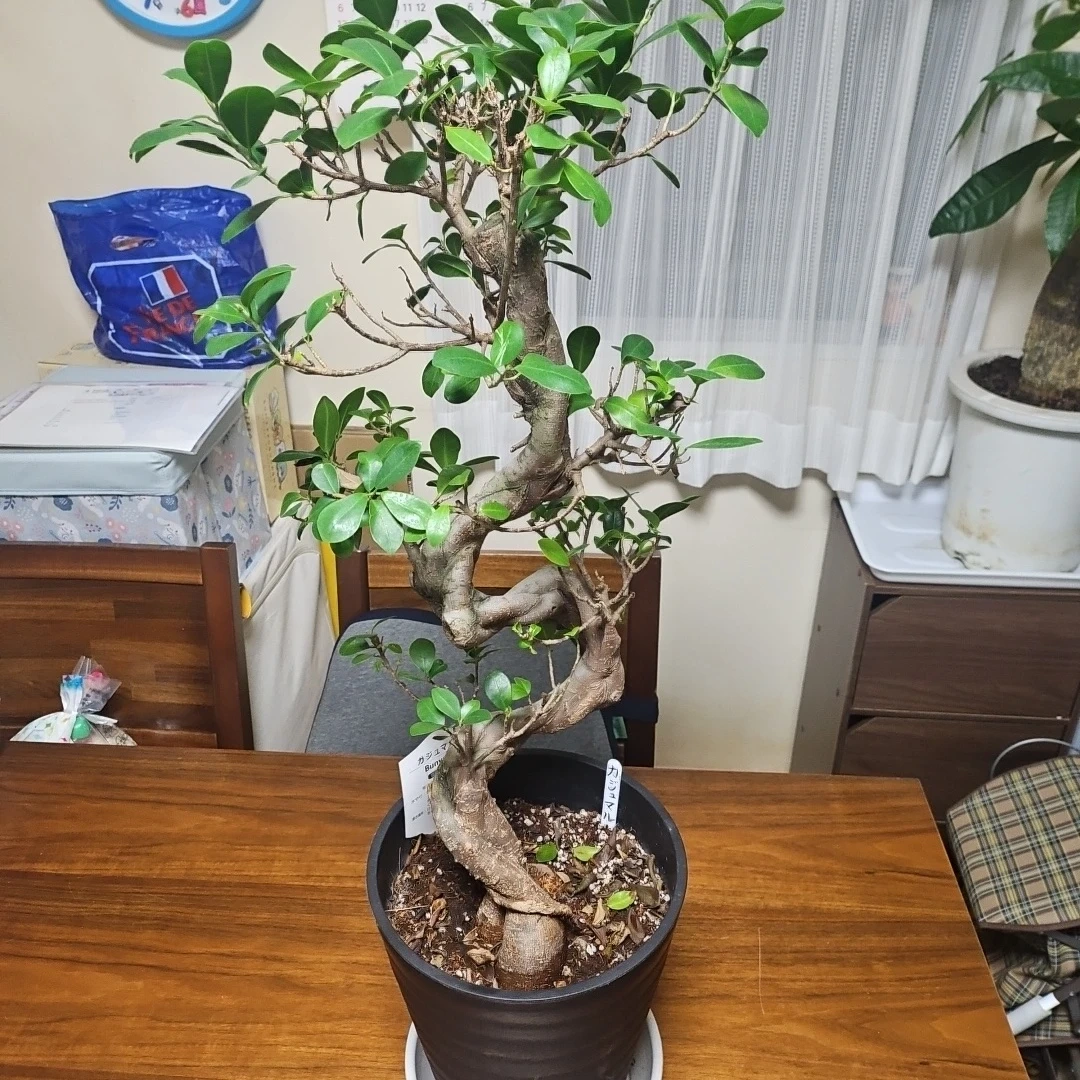◽大型ガジュマル◽昇り樹形◽観葉植物◽鉢植えの写真7枚目