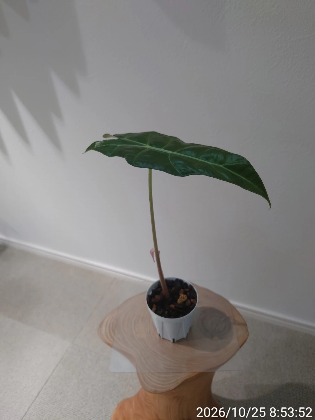 アロカシア アマゾニカ 観葉植物の写真2枚目