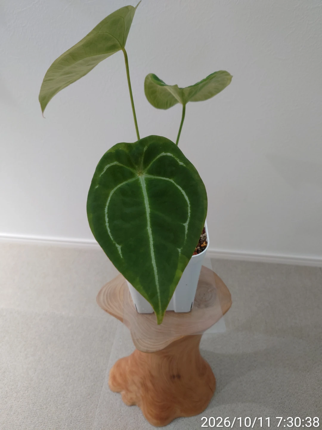 アンスリウム フォルゲッティ  観葉植物 白鉢