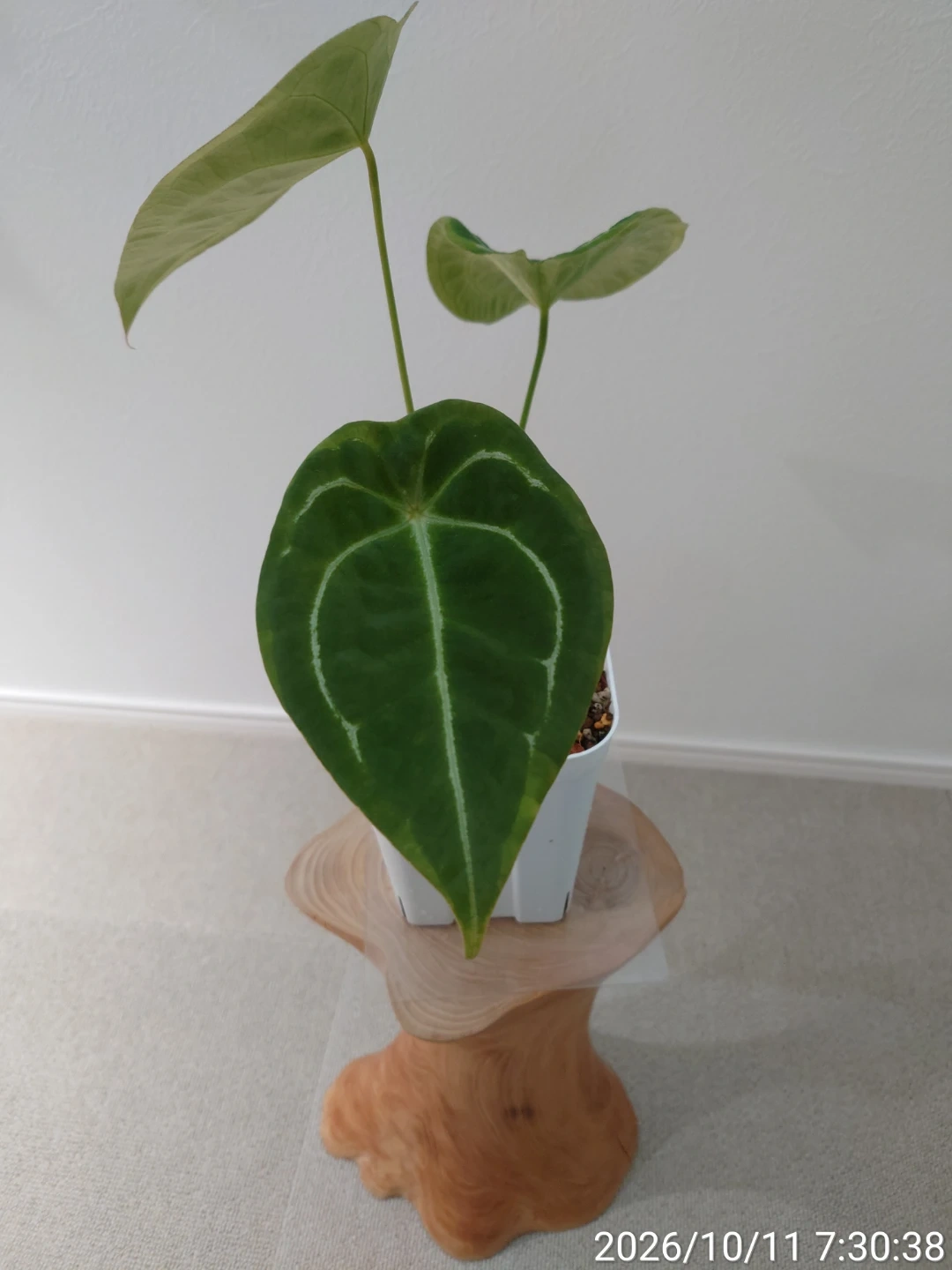 アンスリウム フォルゲッティ 観葉植物 白鉢
