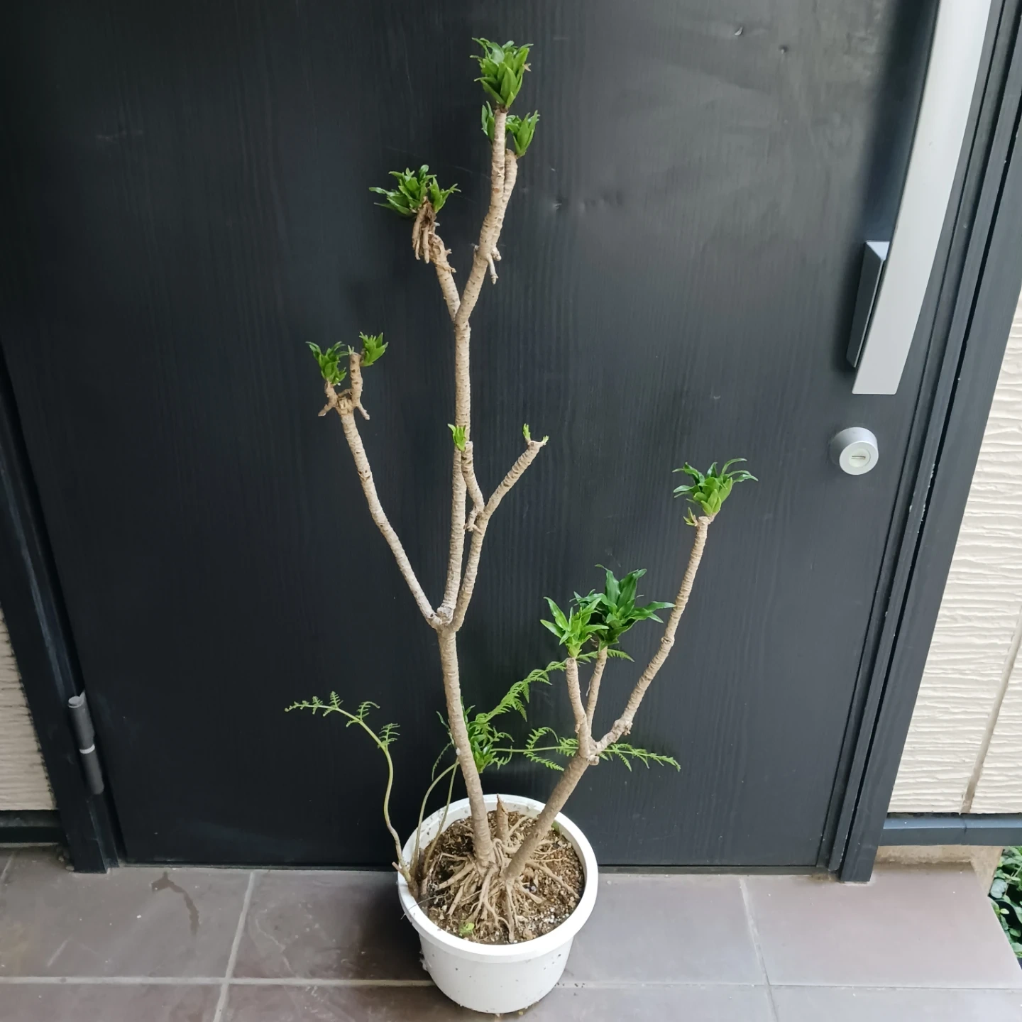 まとめ割り対象★ドラセナ コンパクタ 7号 観葉植物の写真3枚目