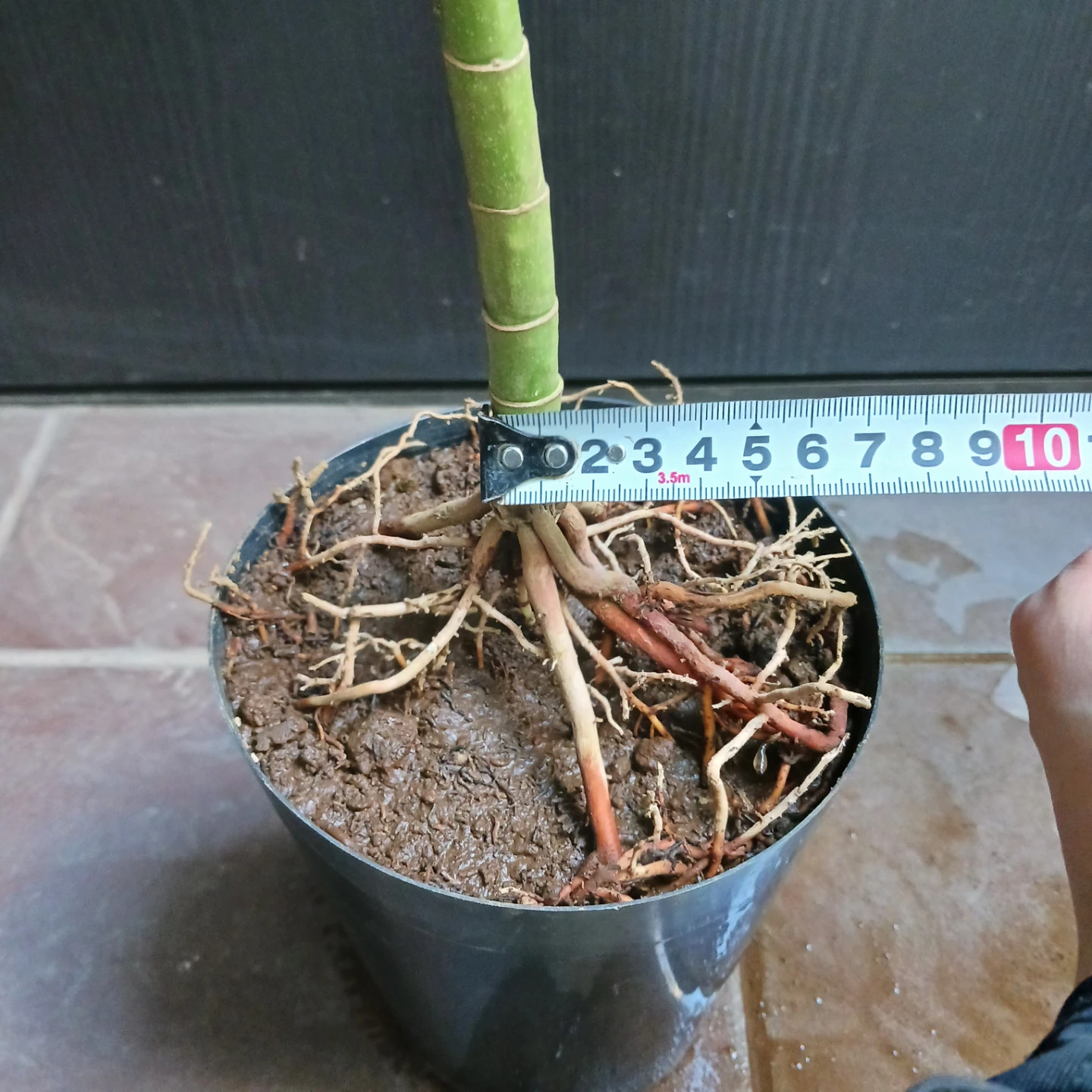 まとめ買い対象★レア★ 8 テネラ　5号相当　ヤシ　観葉植物の写真9枚目
