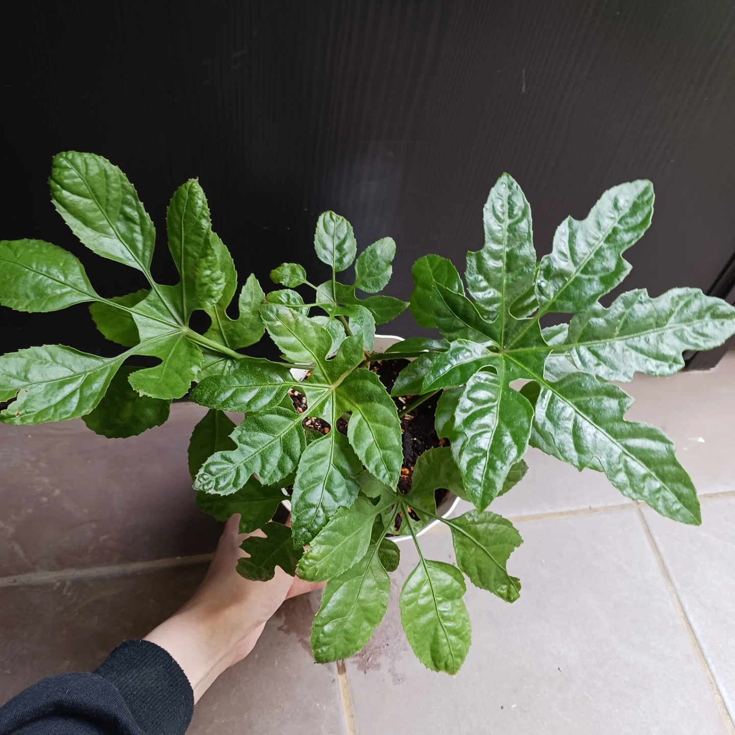 レア★10 トラベシア　パルマータ　5号　観葉植物　希少の写真4枚目