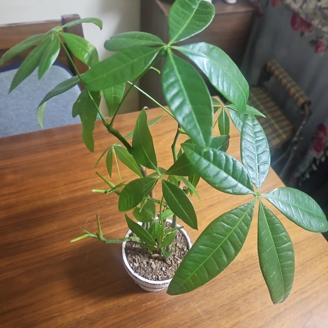 ◽パキラ◽観葉植物◽7本立ちの写真4枚目