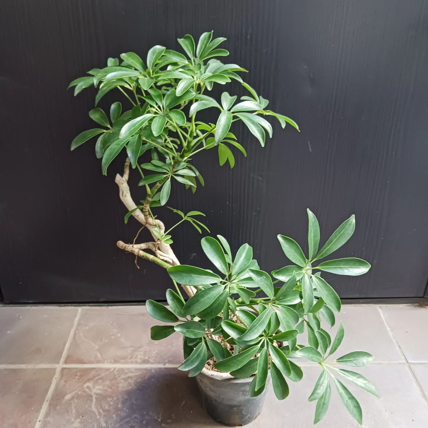13 シェフレラ　コンパクタ　5号　観葉植物　クイーン　ホンコン