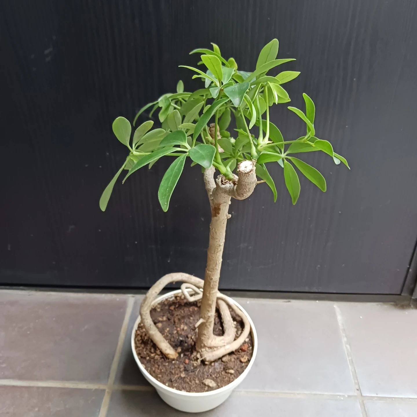 シェフレラ コンパクタ 5号 観葉植物の写真4枚目