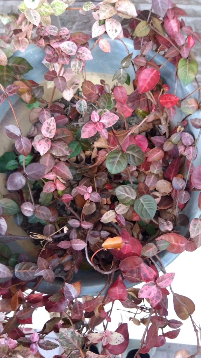 観葉植物 鉢植え 初雪カズラの写真2枚目