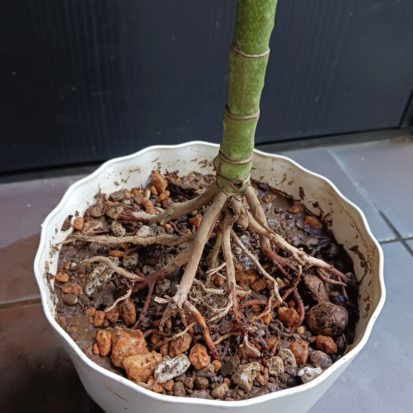 まとめ買い対象★レア★4 テネラ　5号 根上がり　ヤシ　観葉植物の写真7枚目