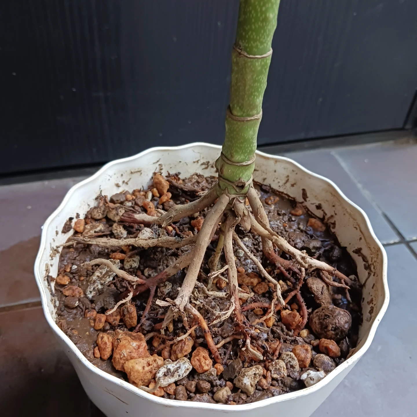 まとめ買い対象★レア★4 テネラ 5号 根上がり ヤシ 観葉植物の写真7枚目