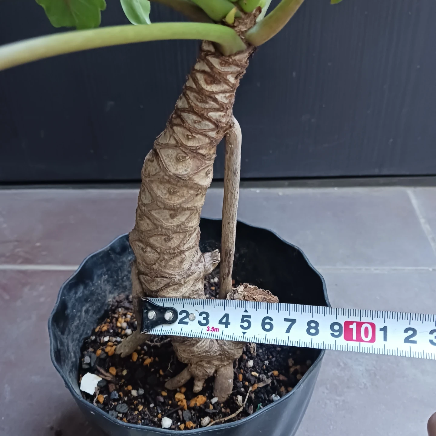 まとめ割り対象★クッカバラ 5号 幹立ち 観葉植物の写真9枚目