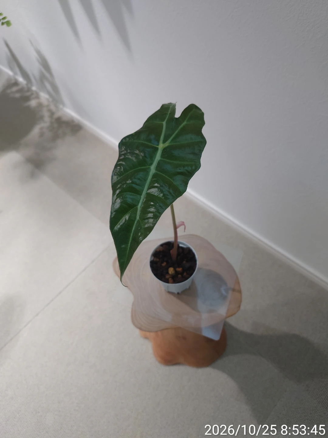 アロカシア アマゾニカ 観葉植物