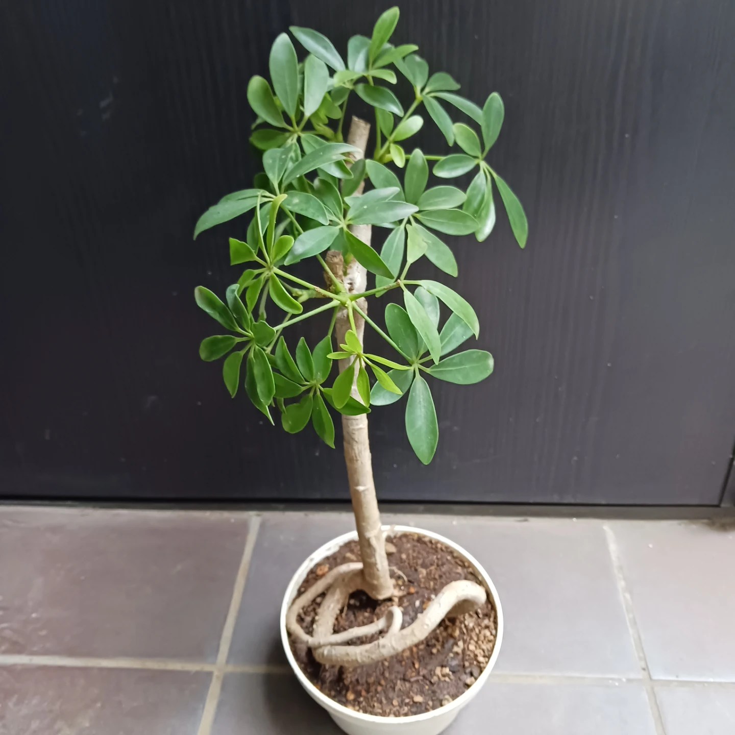 シェフレラ コンパクタ　5号　観葉植物の写真2枚目