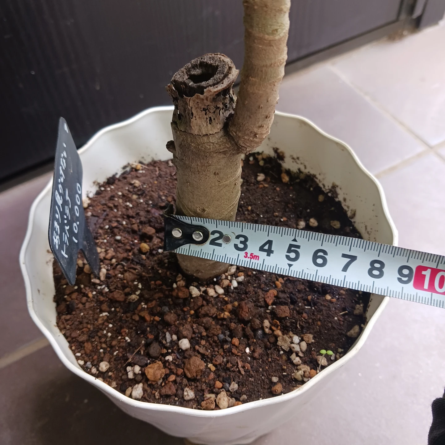 まとめ買い対象★希少植物★7 トラベシア　パルマータ　5号　観葉植物　レアの写真10枚目