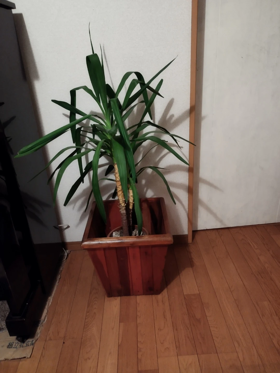 観葉植物 ユッカ、青年の木、木製プランターケース入りの写真2枚目