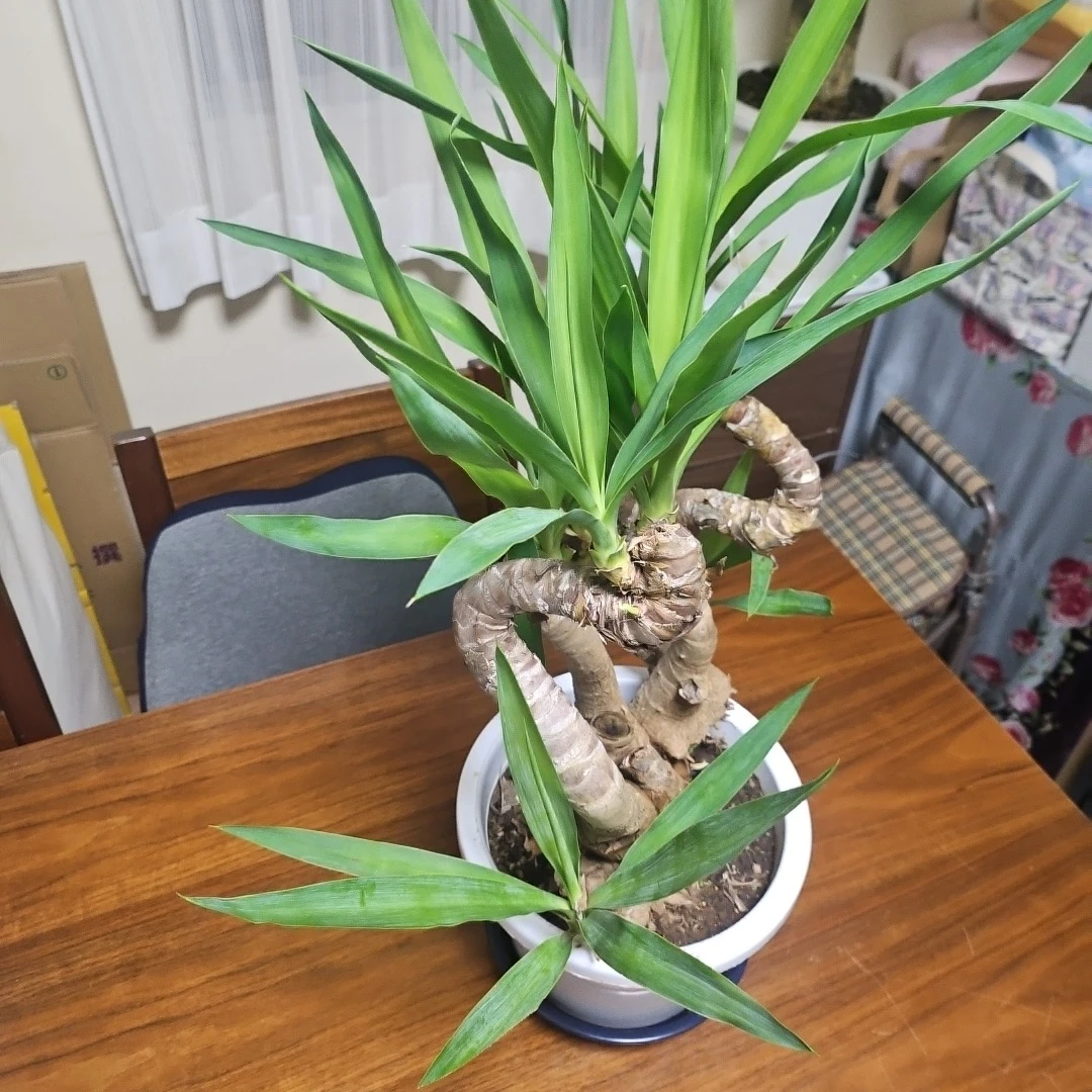 ◽観葉植物ユッカ◽空気清浄樹◽極太幹◽鉢付きの写真5枚目