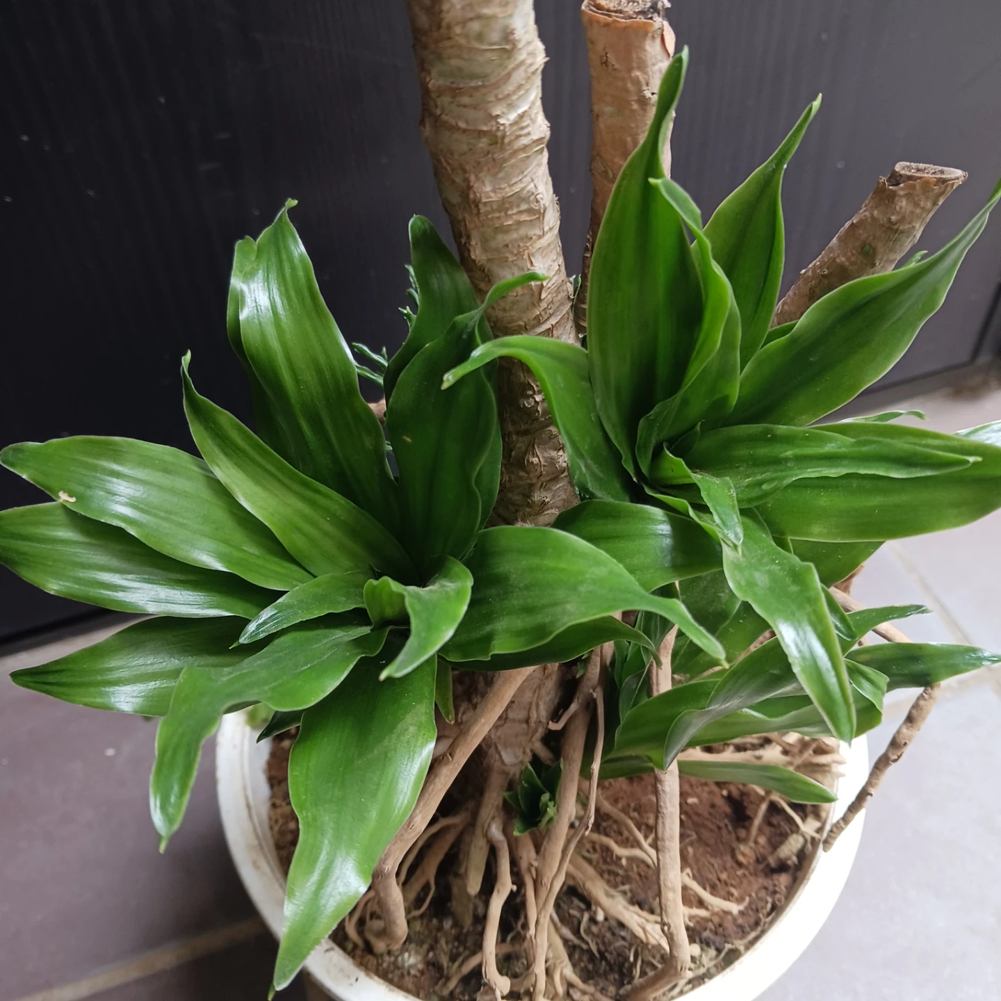 まとめ割り対象★ドラセナ コンパクタ 6号　観葉植物の写真4枚目