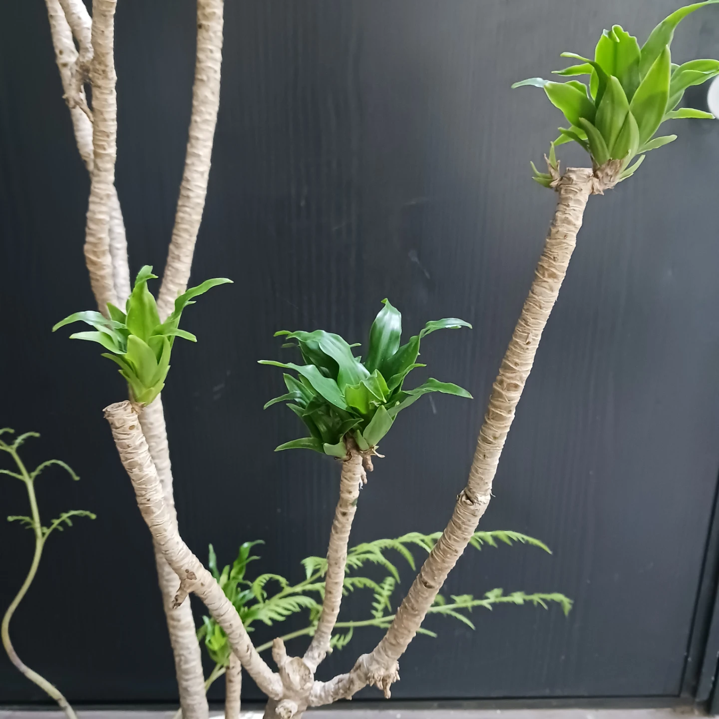 まとめ割り対象★ドラセナ コンパクタ 7号　観葉植物の写真6枚目