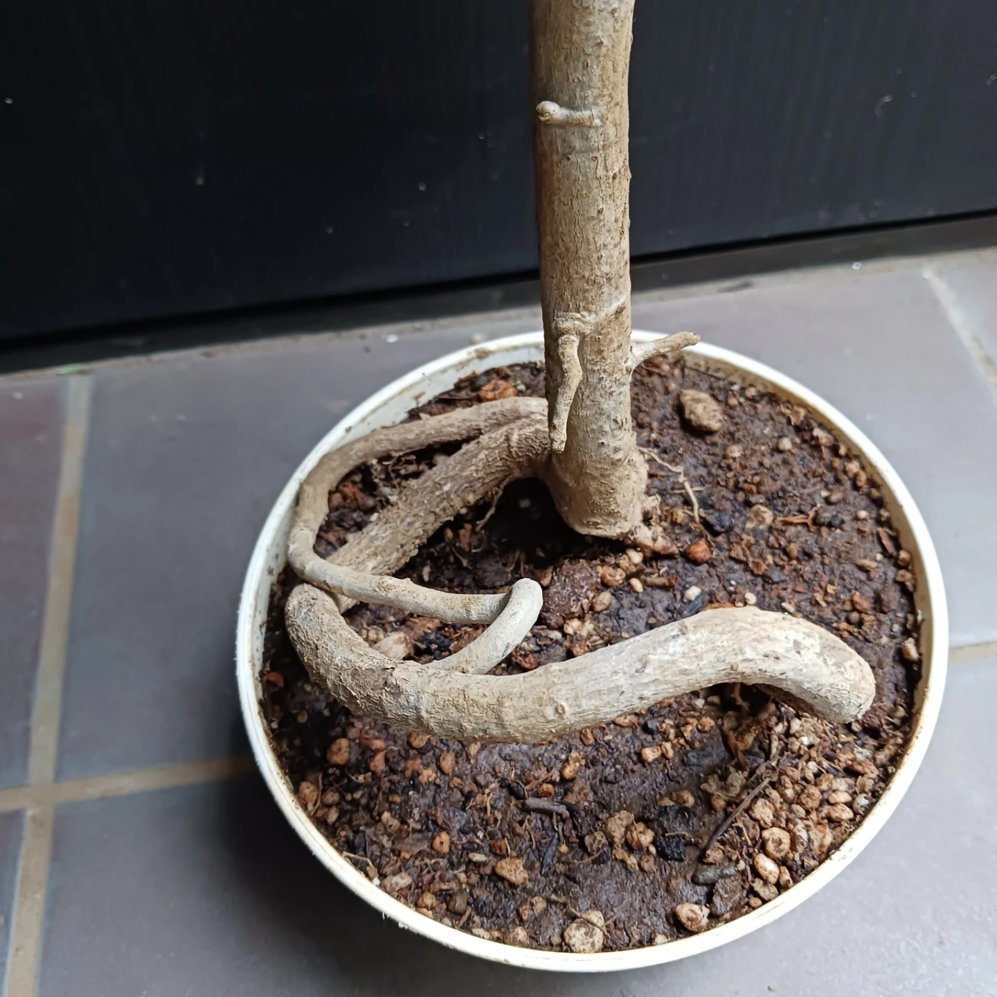 シェフレラ コンパクタ　5号　観葉植物の写真8枚目