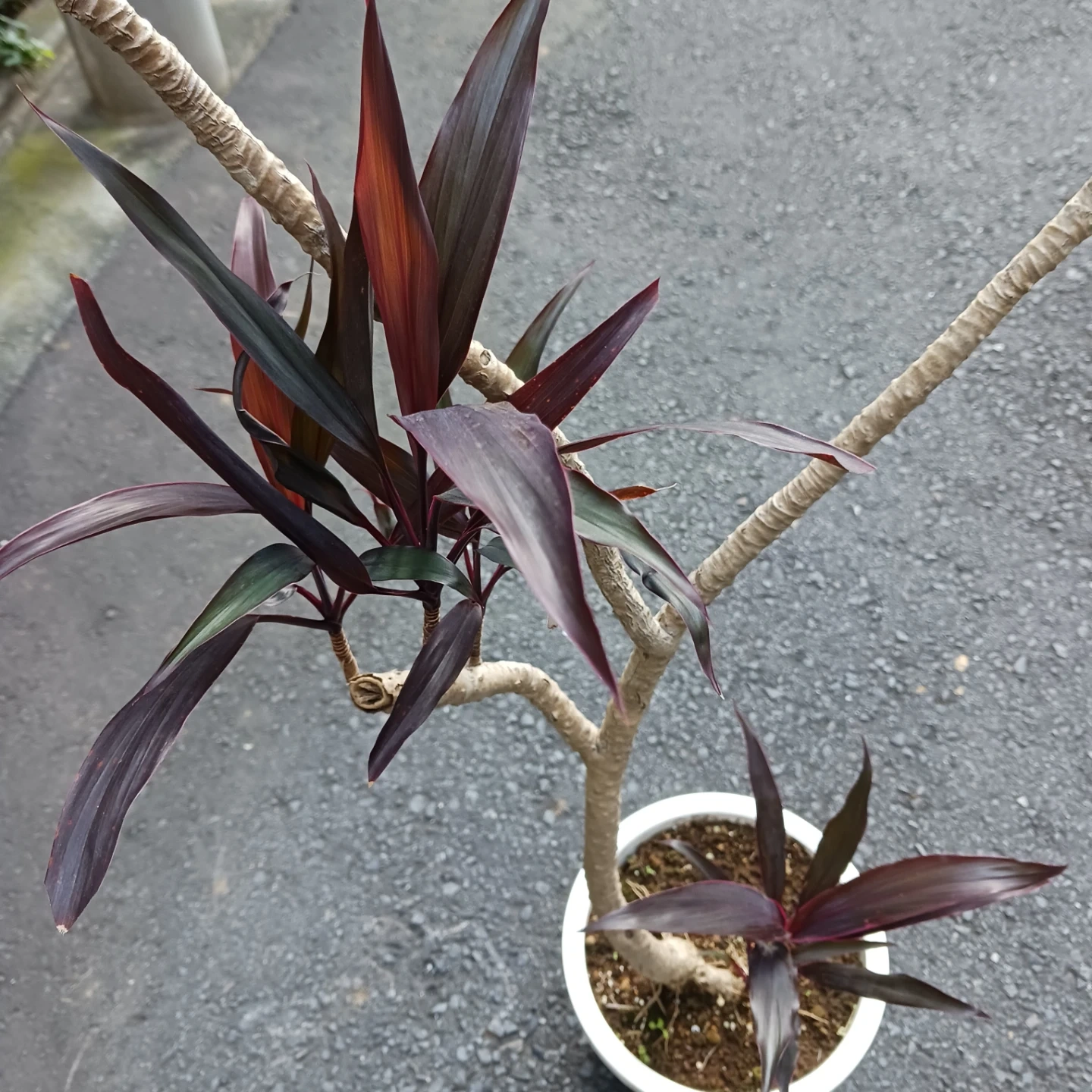 まとめ割り対象★コルジリネ アイチアカ 8号 観葉植物の写真6枚目