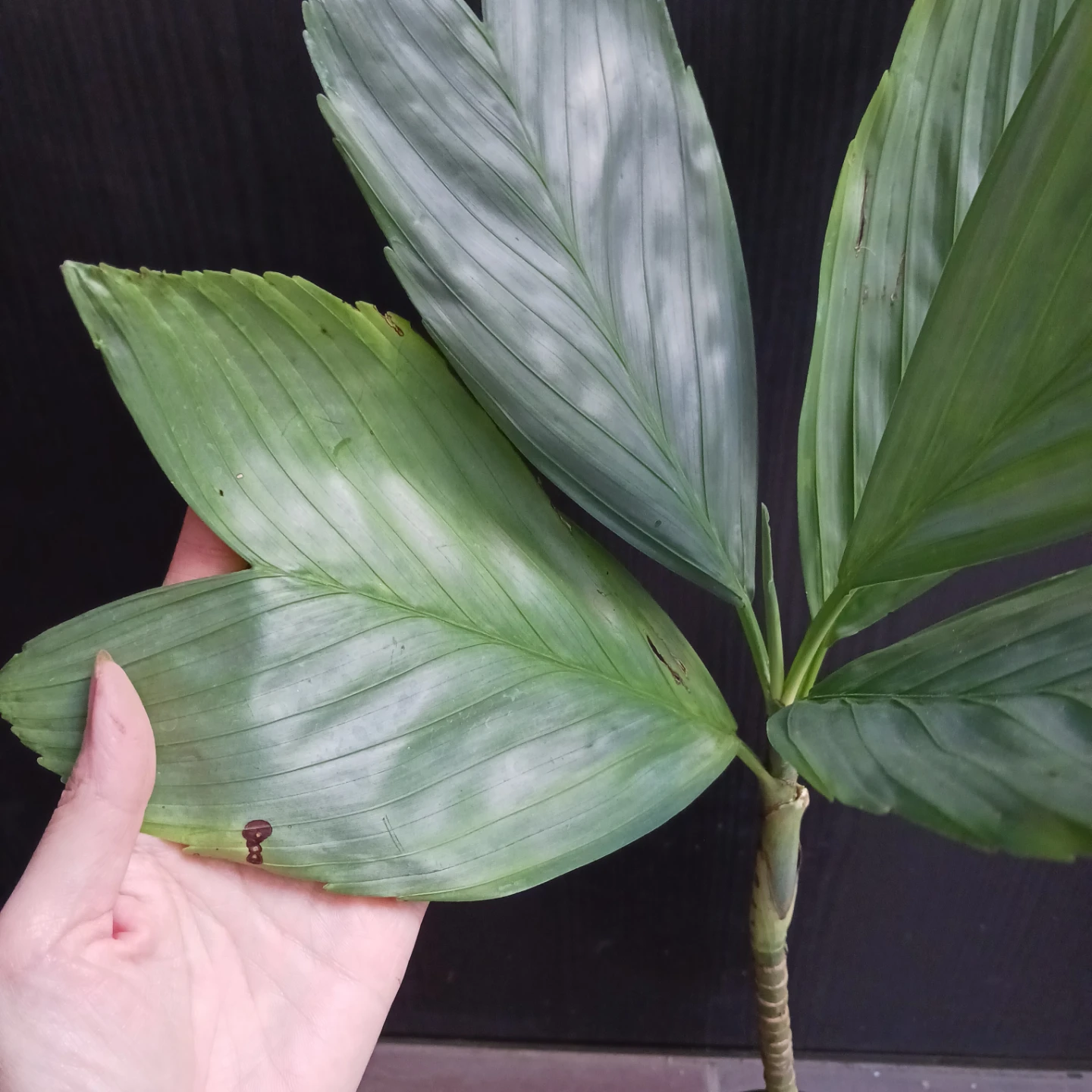 まとめ買い対象★レア★7 テネラ　5号相当　ヤシ　観葉植物の写真4枚目