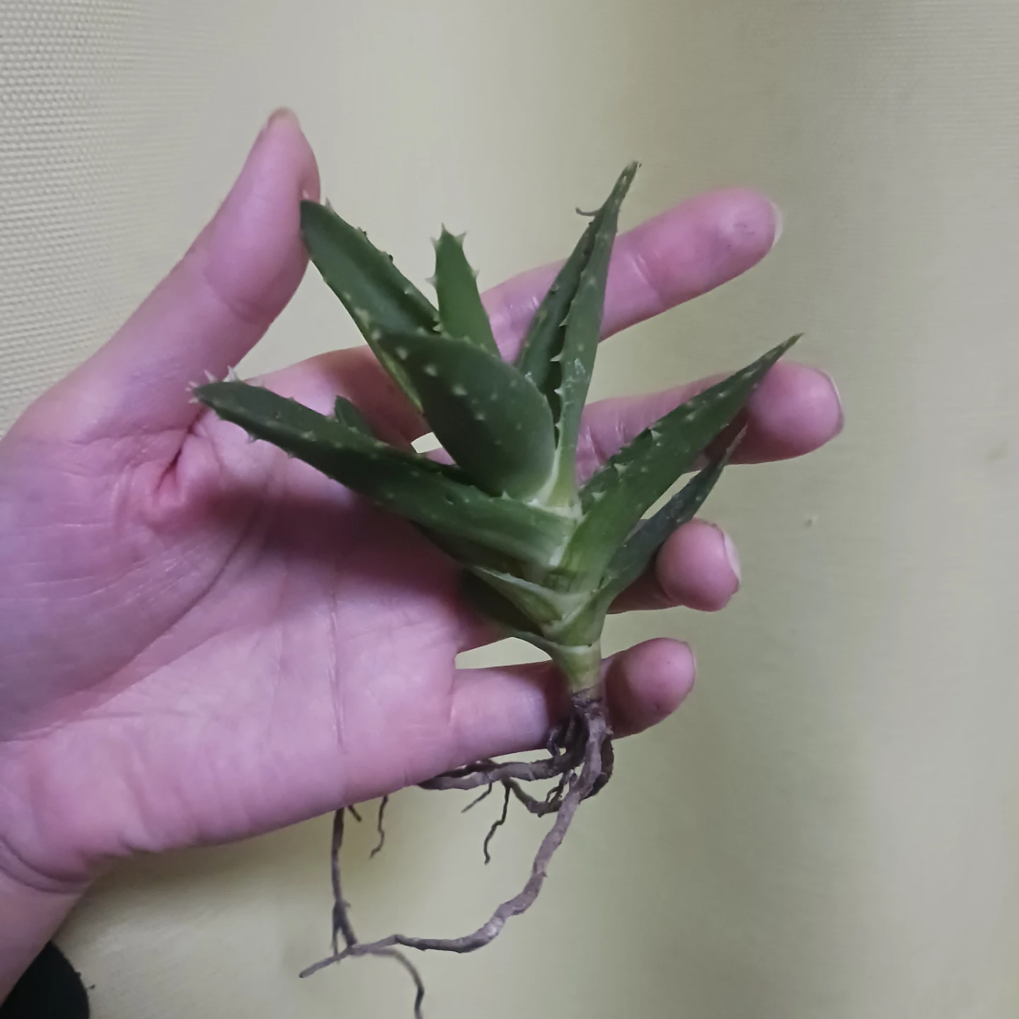 不夜城　抜き苗　アロエの写真2枚目