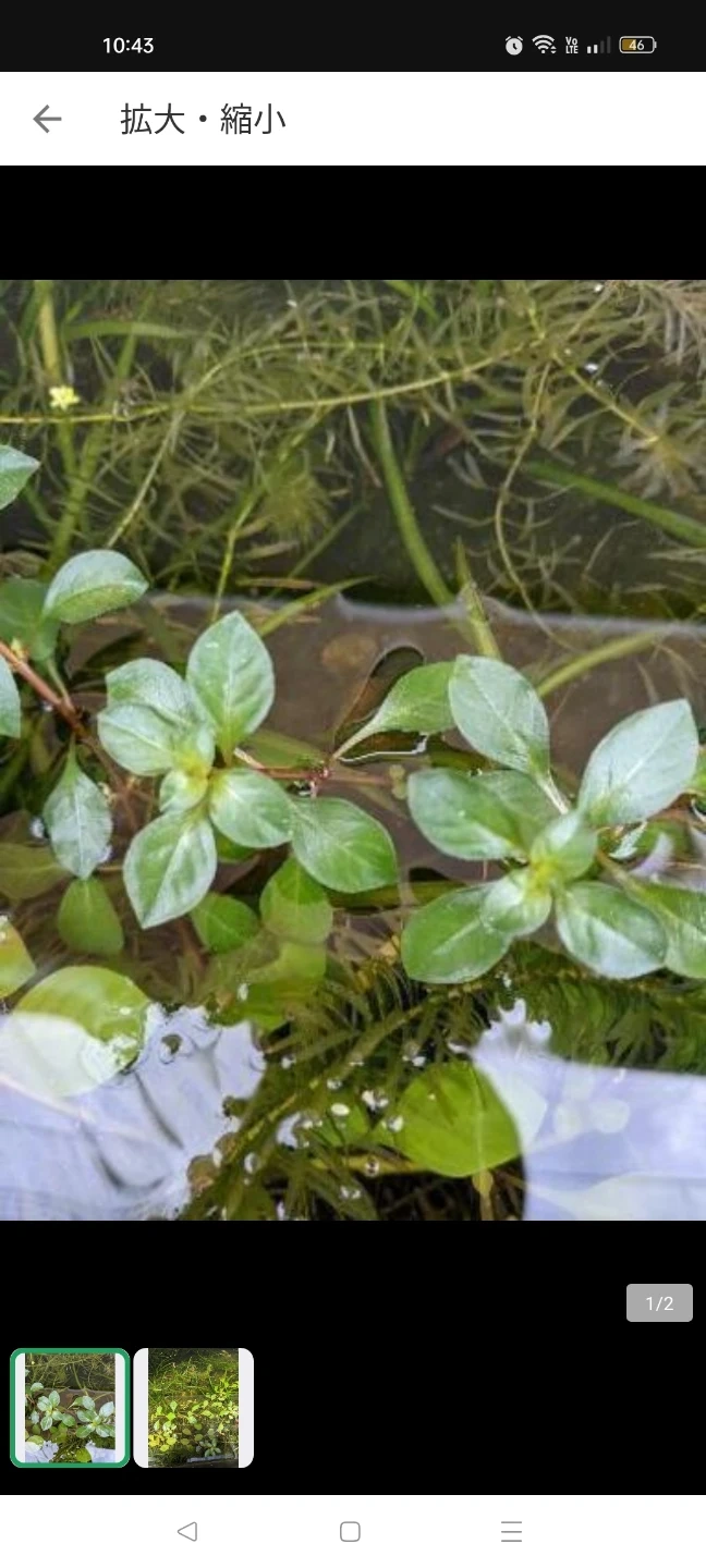 無料🎶水草 ルドウィジア 無農薬栽培!