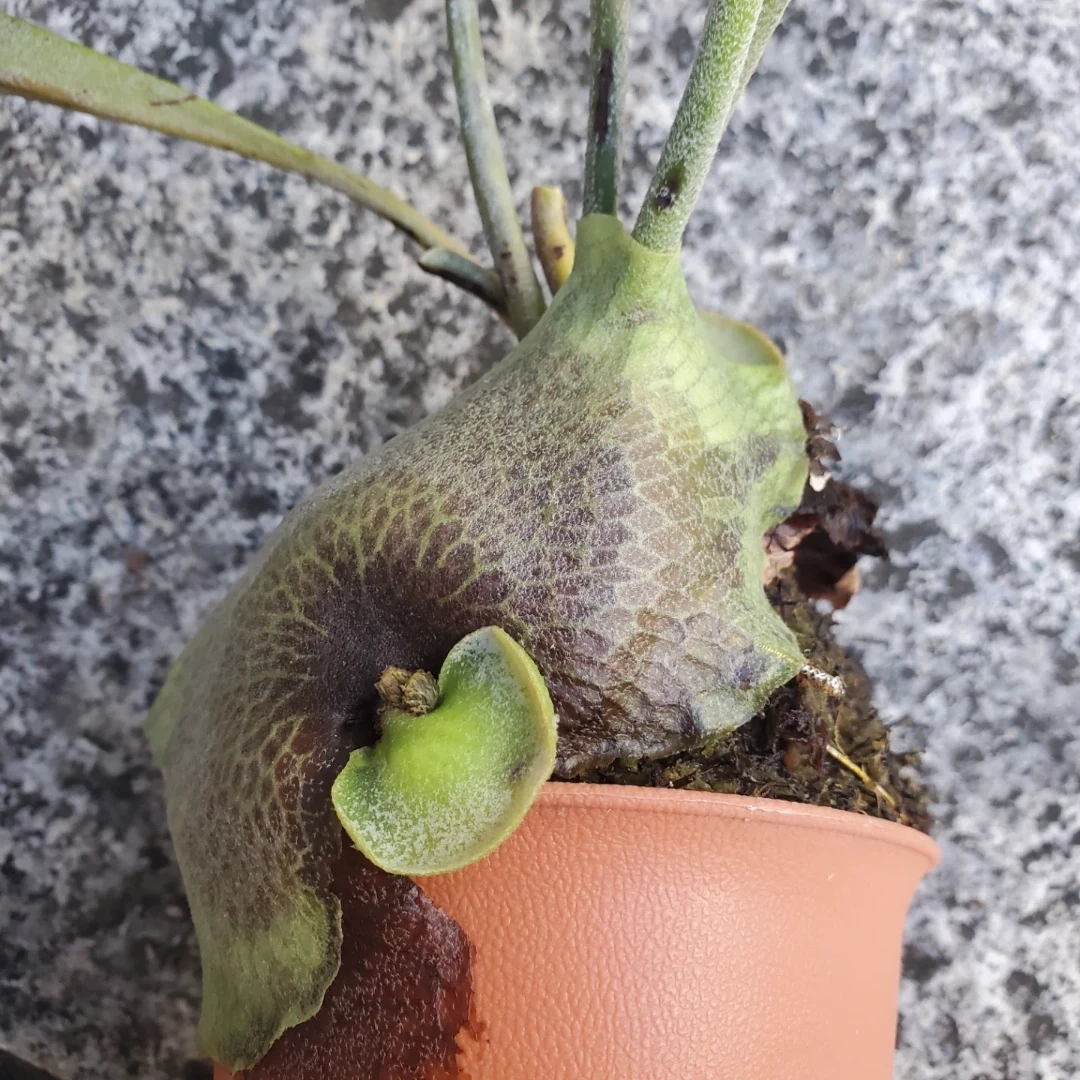 ビカクシダ コウモリラン 観葉植物の写真3枚目