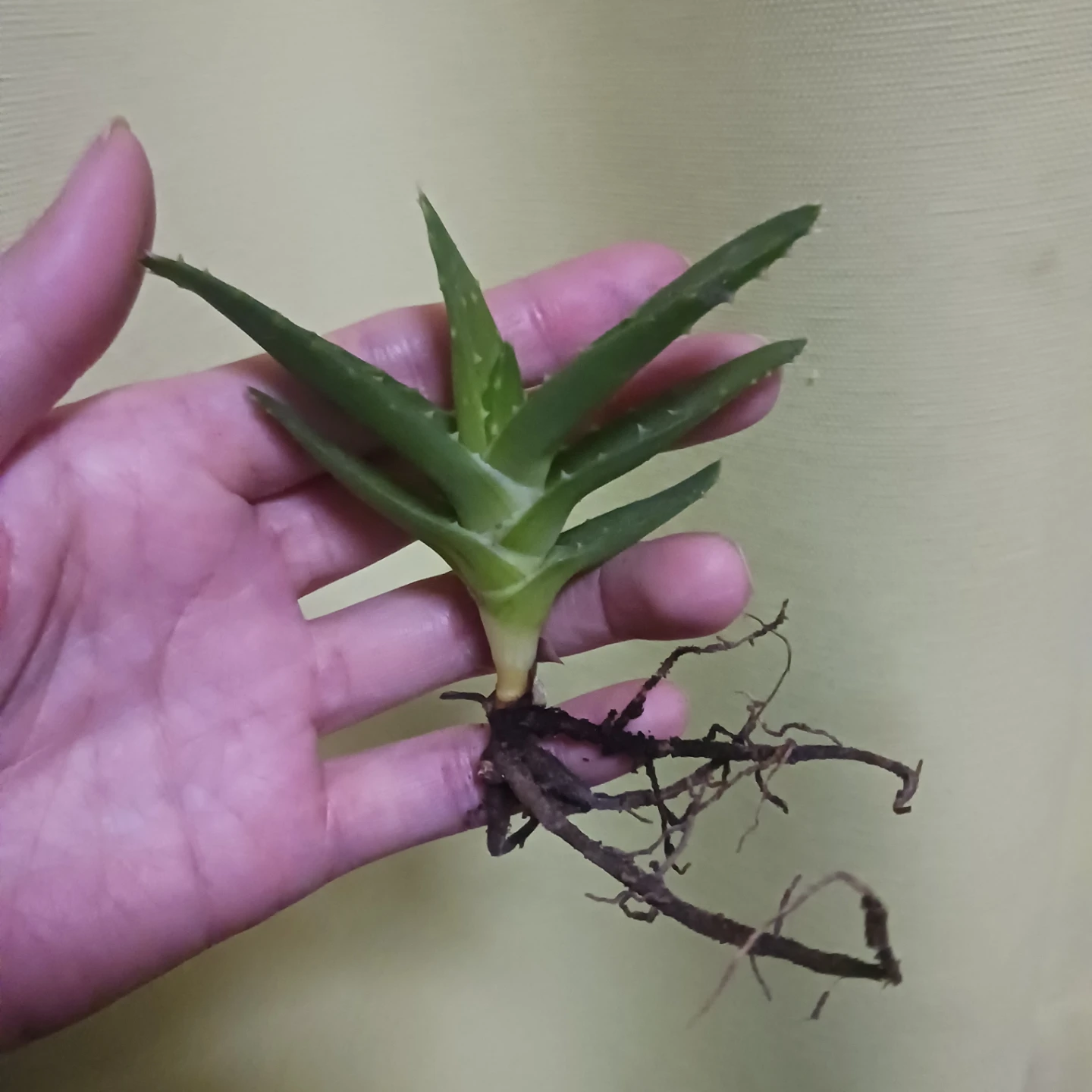 不夜城　抜き苗　アロエの写真3枚目