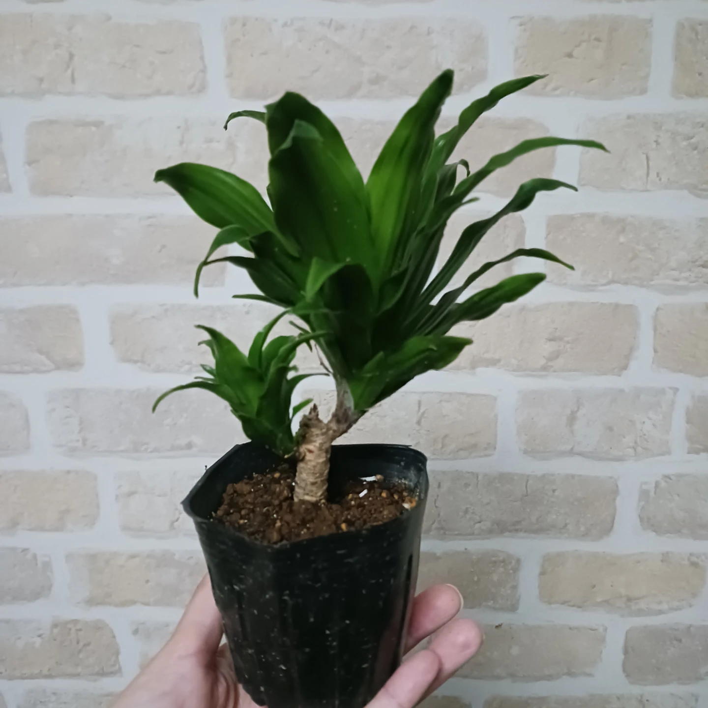 ドラセナ コンパクタ 3号 ポット苗　観葉植物の写真3枚目