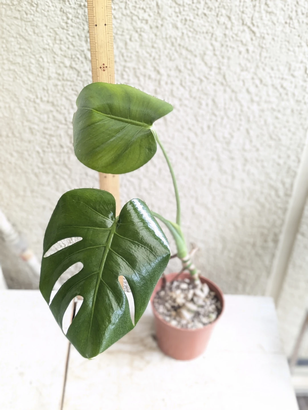 モンステラ 観葉植物