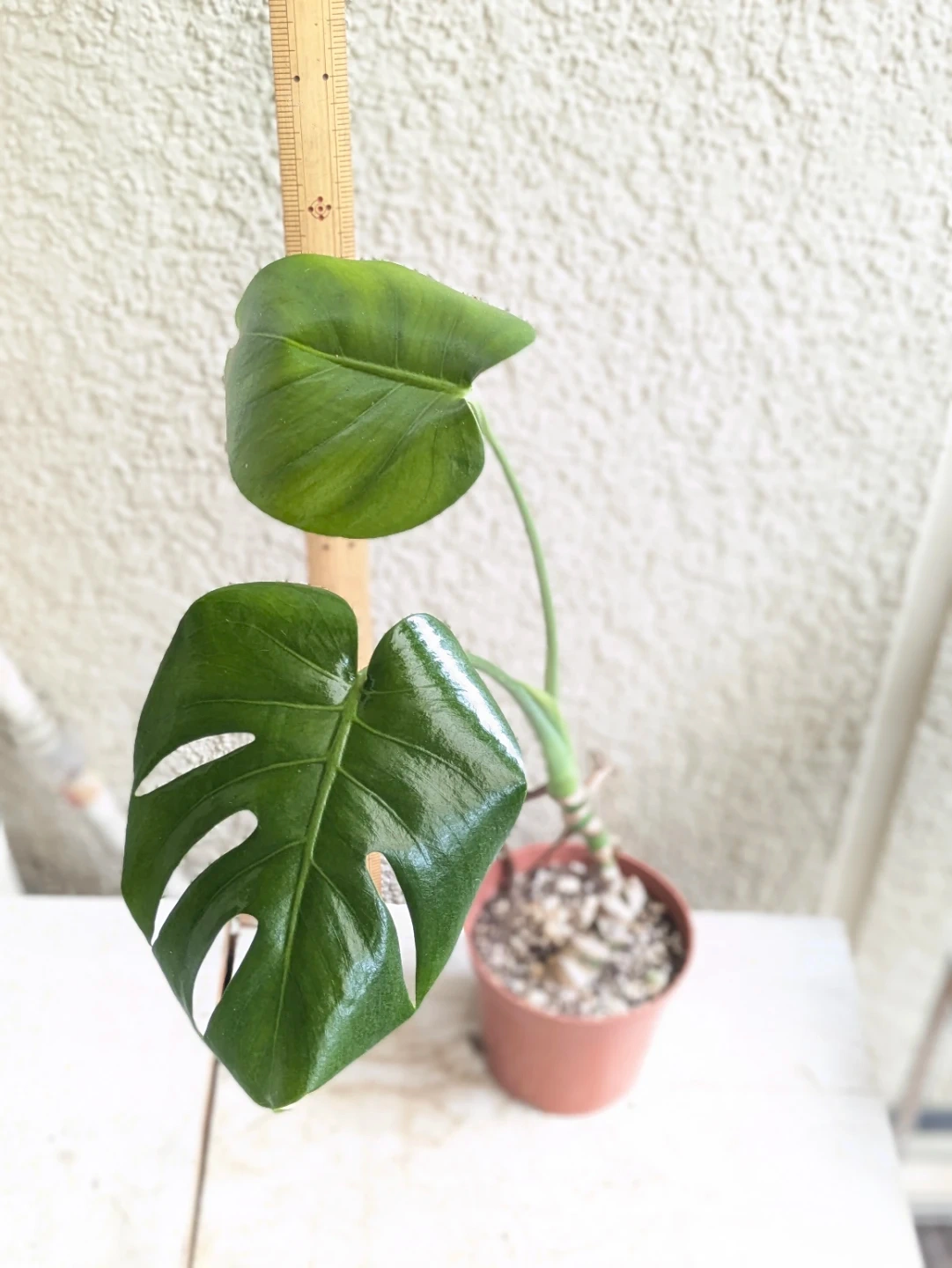 モンステラ 観葉植物
