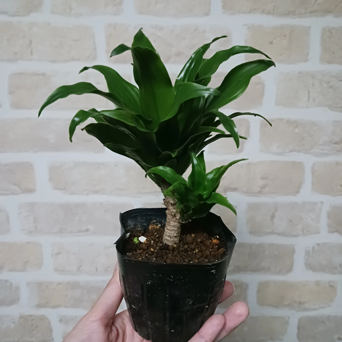 ドラセナ コンパクタ 3号 ポット苗　観葉植物の写真2枚目