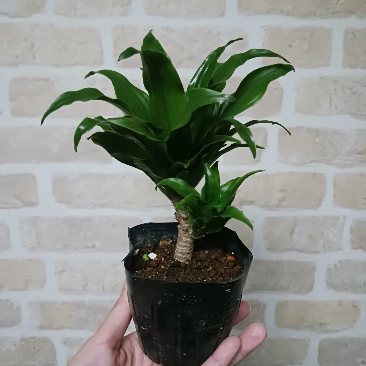 ドラセナ コンパクタ 3号 ポット苗 観葉植物の写真2枚目