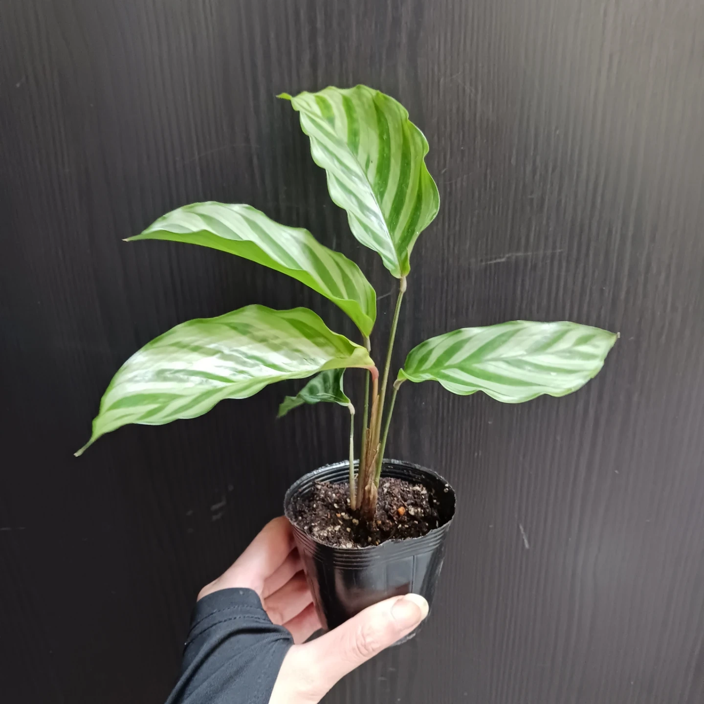 カラテア フレディ 2.5号ポット苗 観葉植物