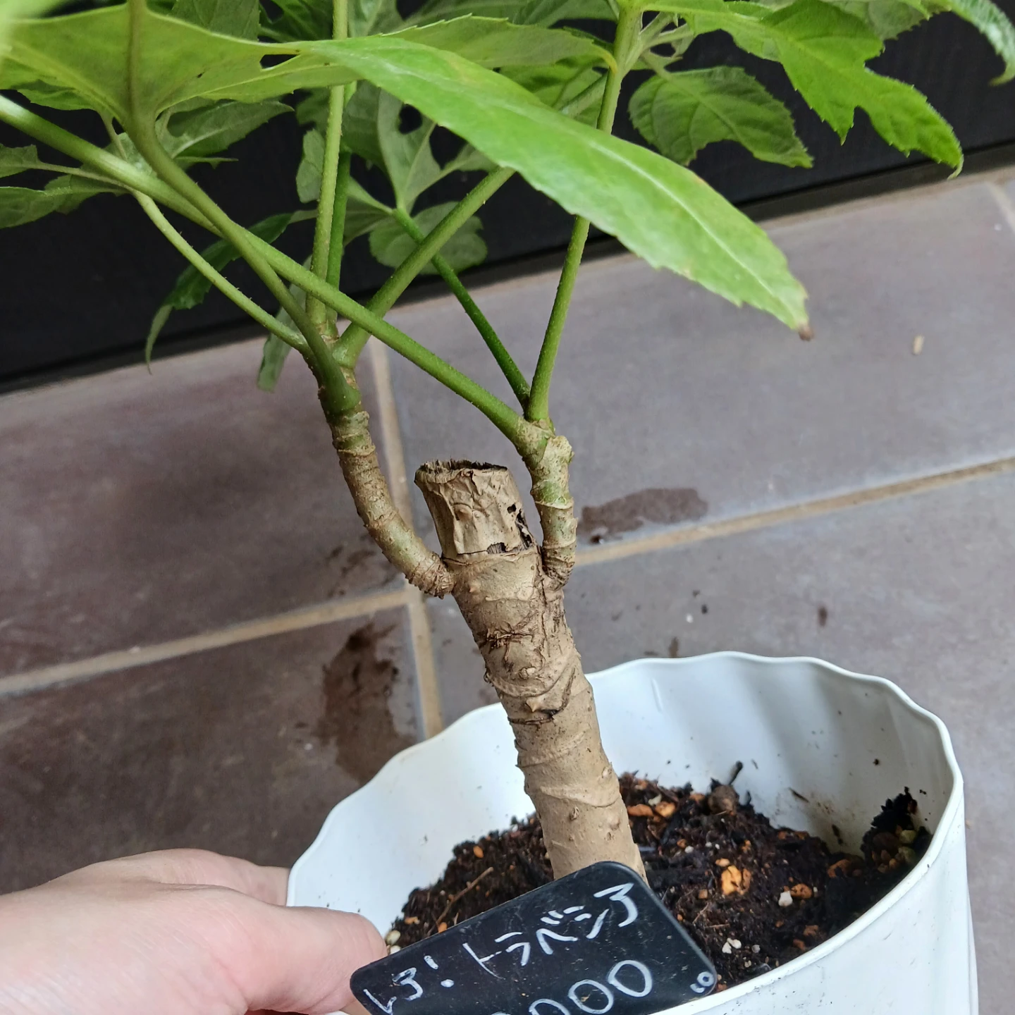 レア★10 トラベシア　パルマータ　5号　観葉植物　希少の写真9枚目