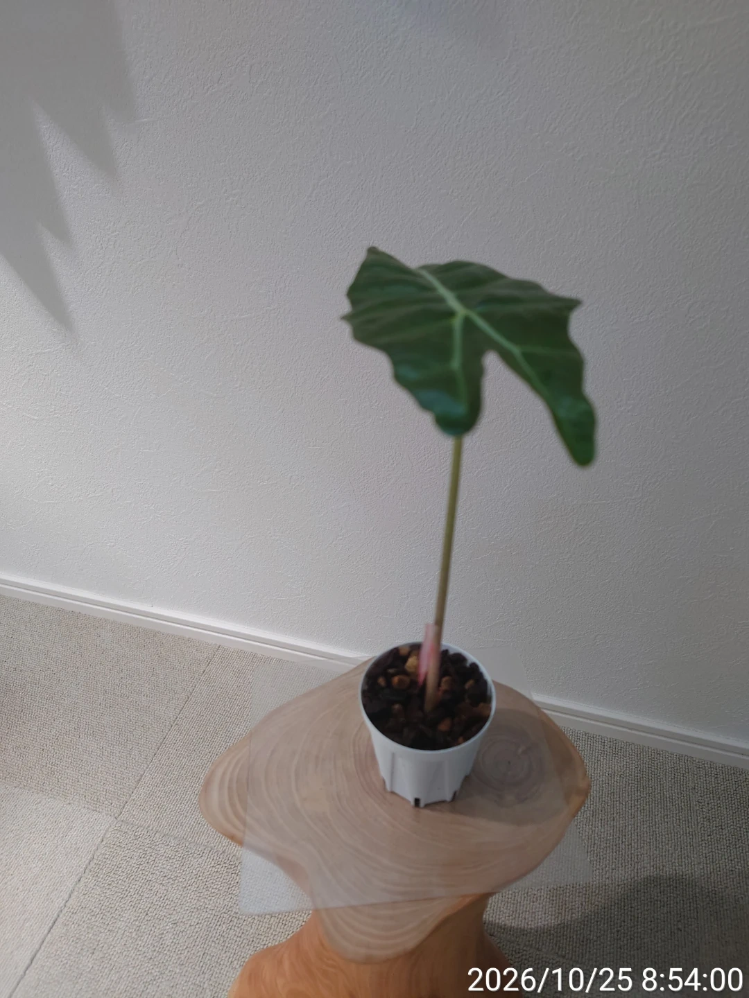 アロカシア アマゾニカ 観葉植物の写真3枚目