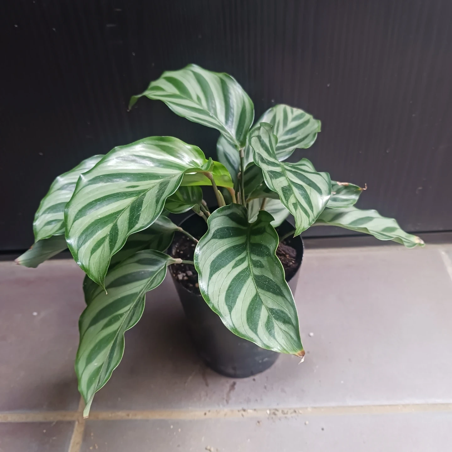 カラテア フレディ 3号ロング 硬質ポット 観葉植物