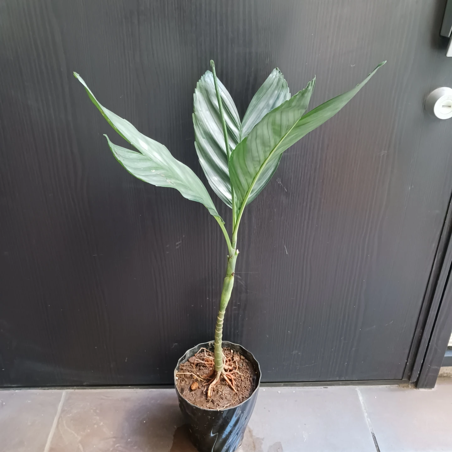 まとめ買い対象★レア★5 根上がり テネラ　5号 　ヤシ　観葉植物の写真2枚目