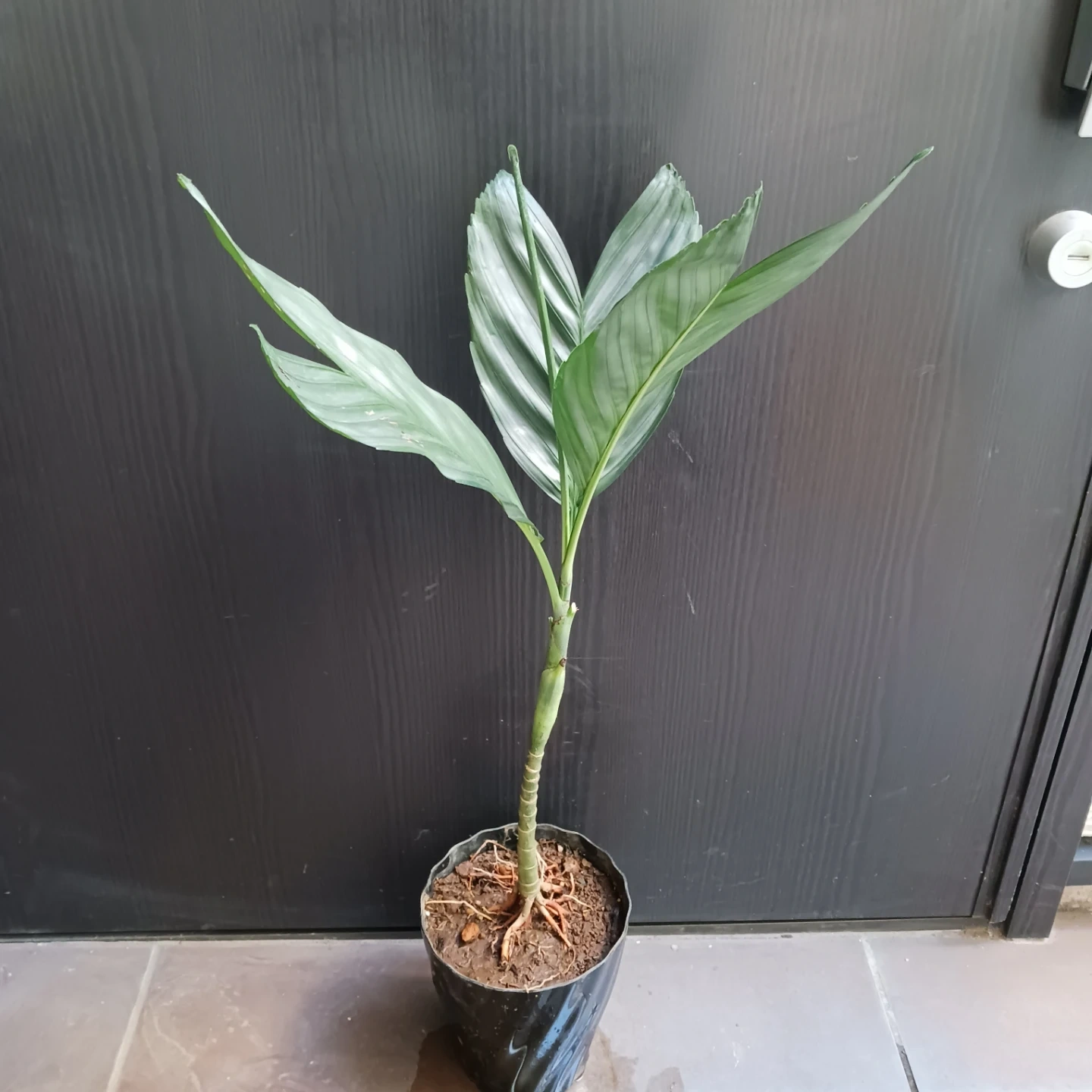 まとめ買い対象★レア★5 根上がり テネラ 5号 ヤシ 観葉植物の写真2枚目