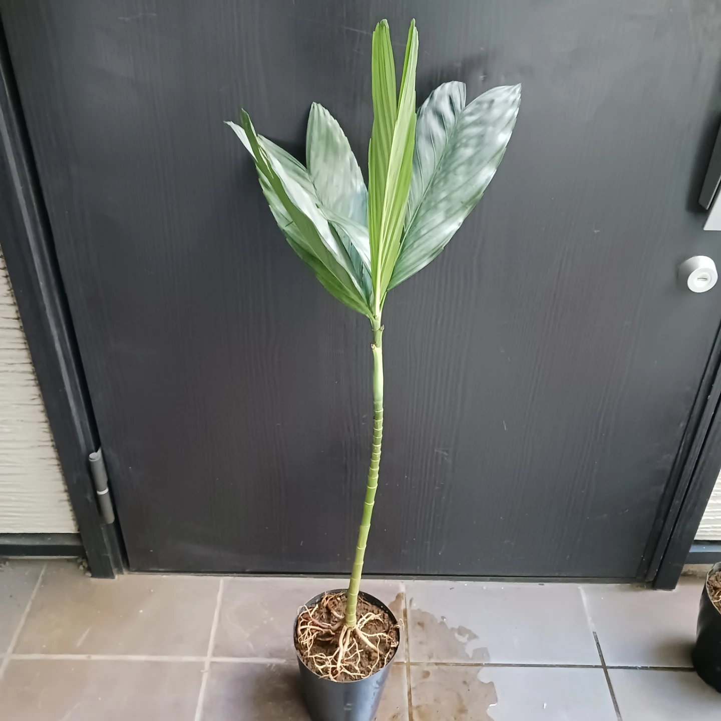 まとめ買い対象★レア★ 8 テネラ　5号相当　ヤシ　観葉植物の写真3枚目