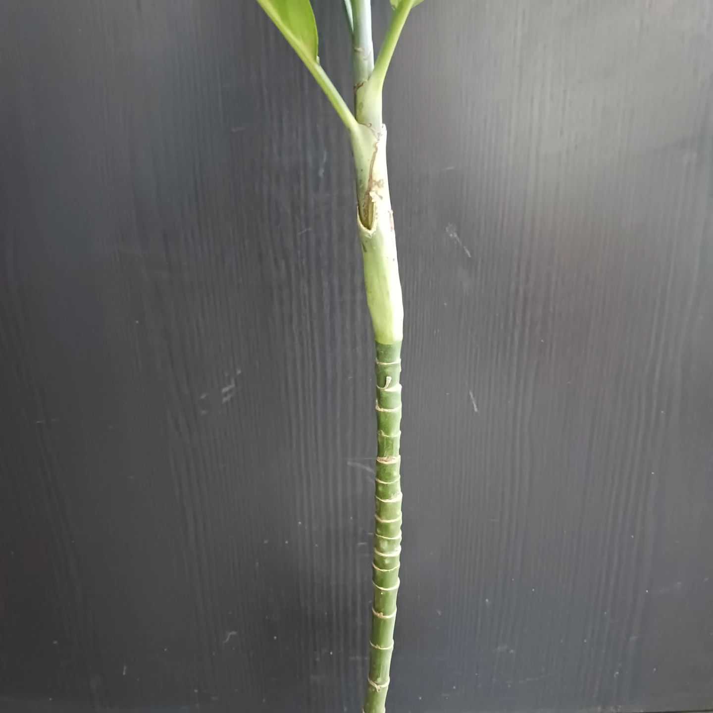 まとめ買い対象★レア★9 テネラ　5号　ヤシ　観葉植物の写真4枚目