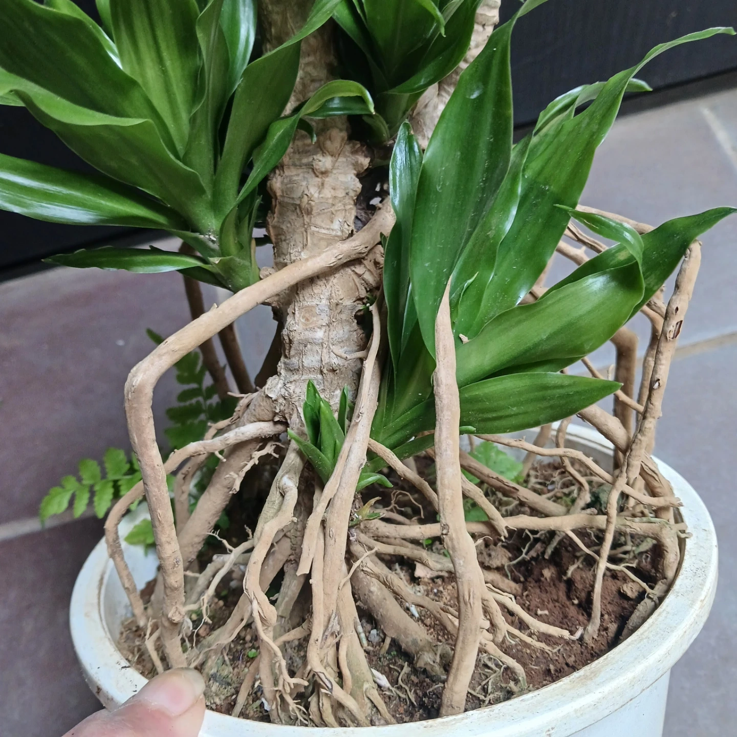 まとめ割り対象★ドラセナ コンパクタ 6号 観葉植物の写真5枚目